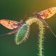 “Mayflies” / 1st Place - Macro Art